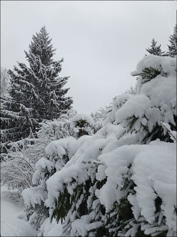 Мороз снежком укутывал! - Надежда 