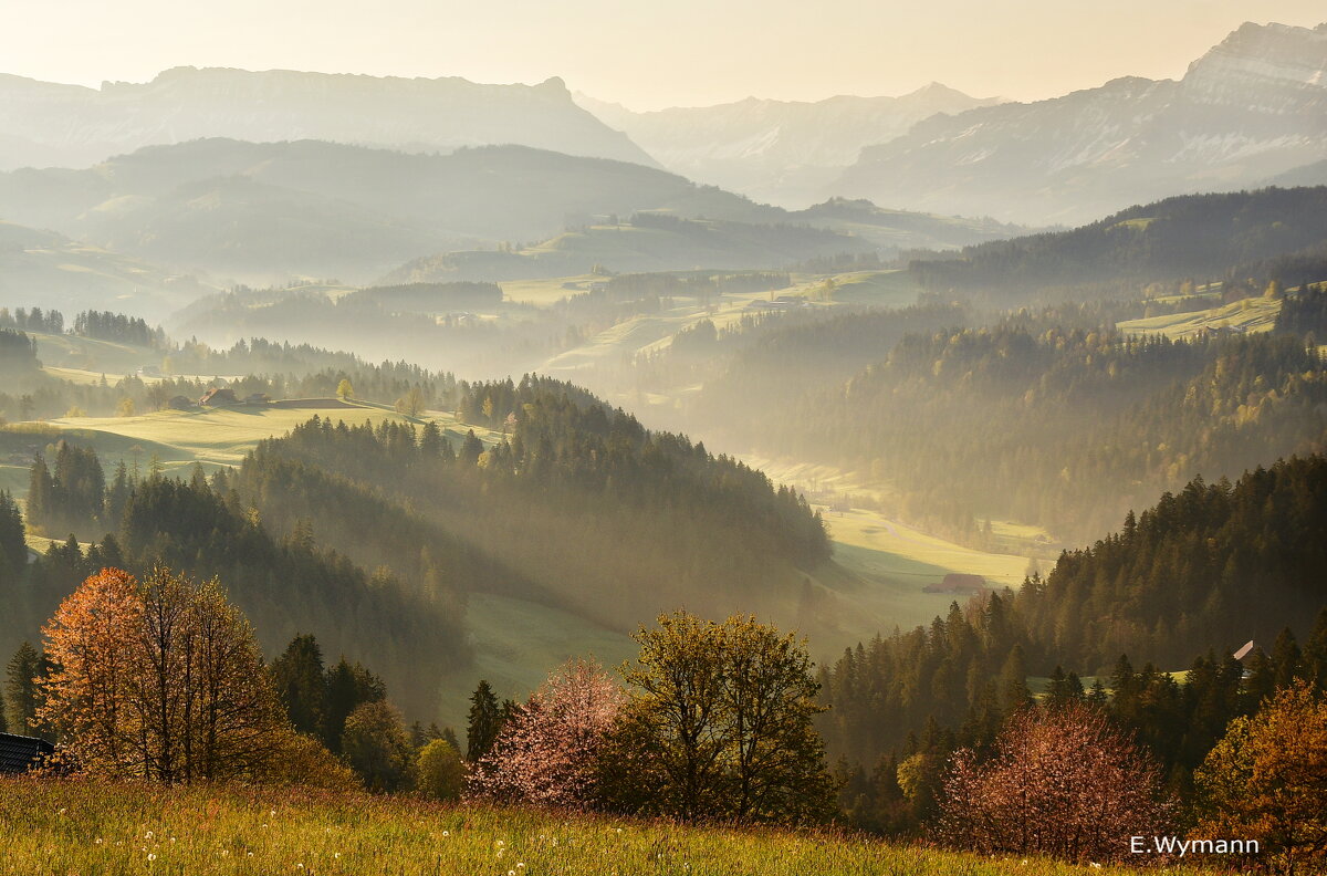 misty morning - Elena Wymann