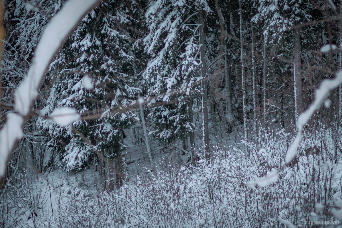 Зимний лес - fogmeadowww m