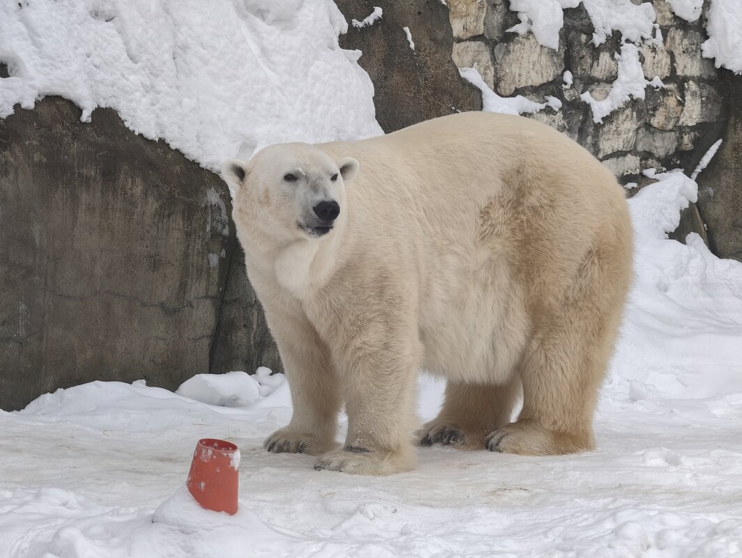 Белый медведь - <<< Наташа >>> Белый медведь - <<< Наташа >>>