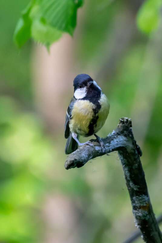Синичка - Владимир Лазарев