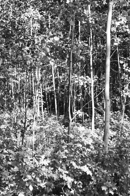 Фотография - Денис Безногов