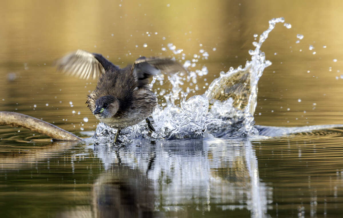 Бегущая  Малая поганка. - Alexander Amromin