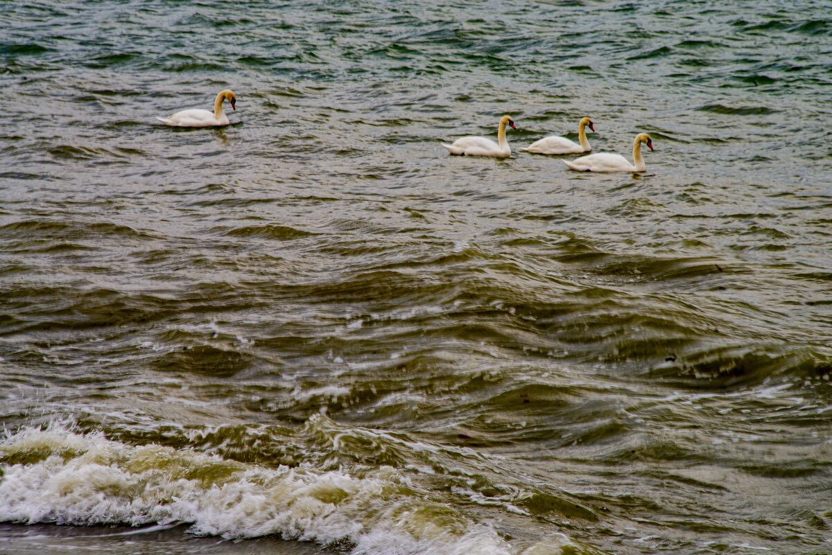 Лебеди - Анатолий Чикчирный