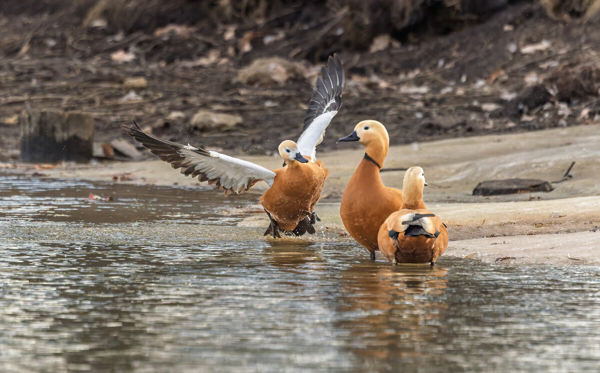 огарь в полете. - юрий макаров