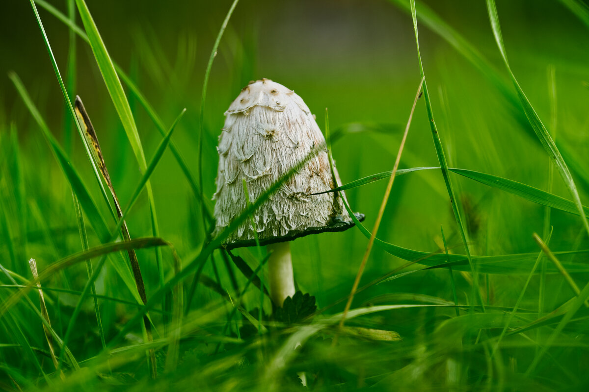 (°-°) - Jakob Dick