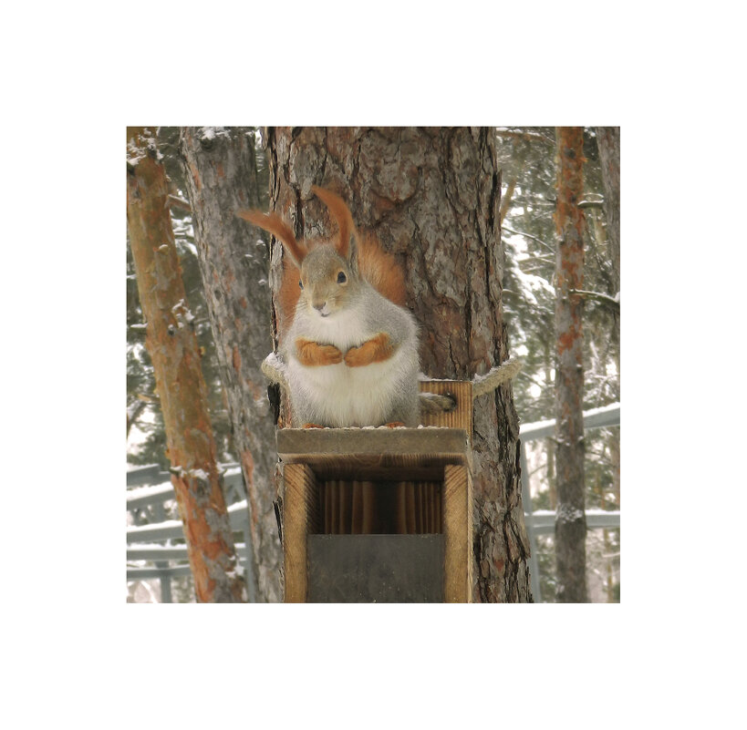 белка симпатяга - Лера белка симпатяга - Лера