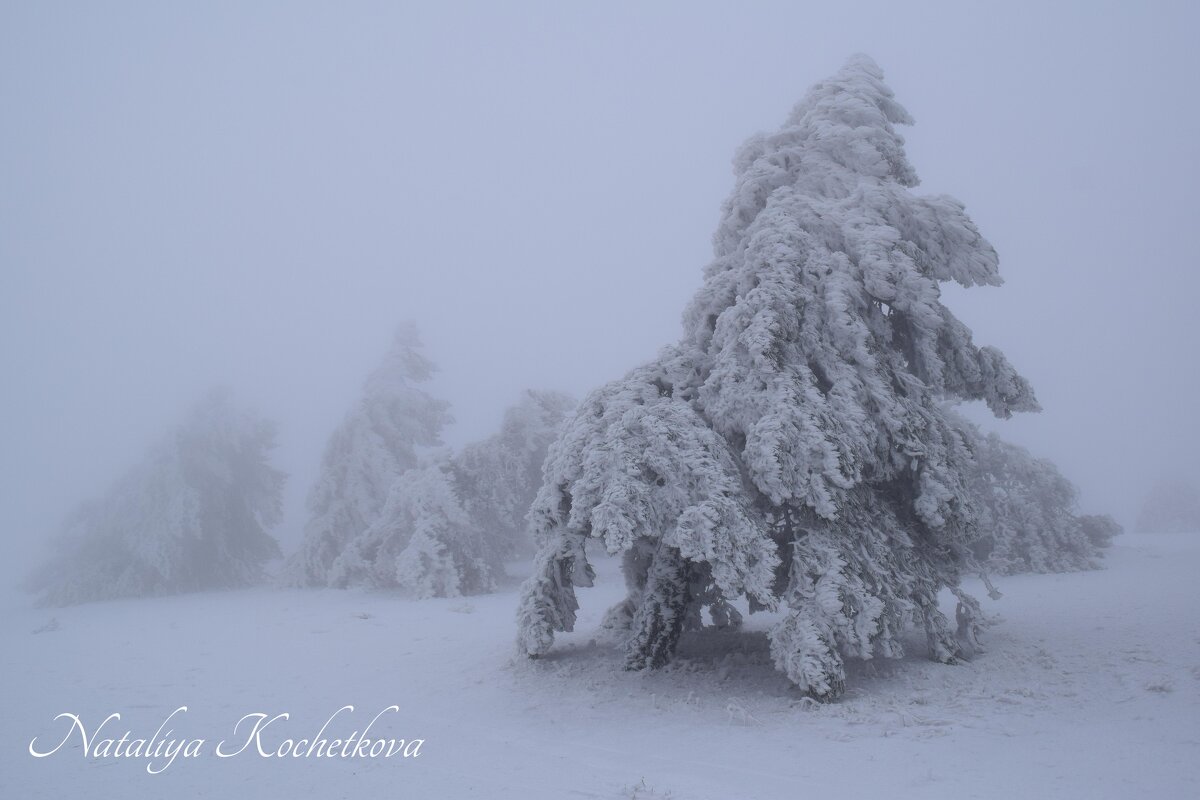 Природа Крыма - Amazing Cosmea Природа Крыма - Amazing Cosmea