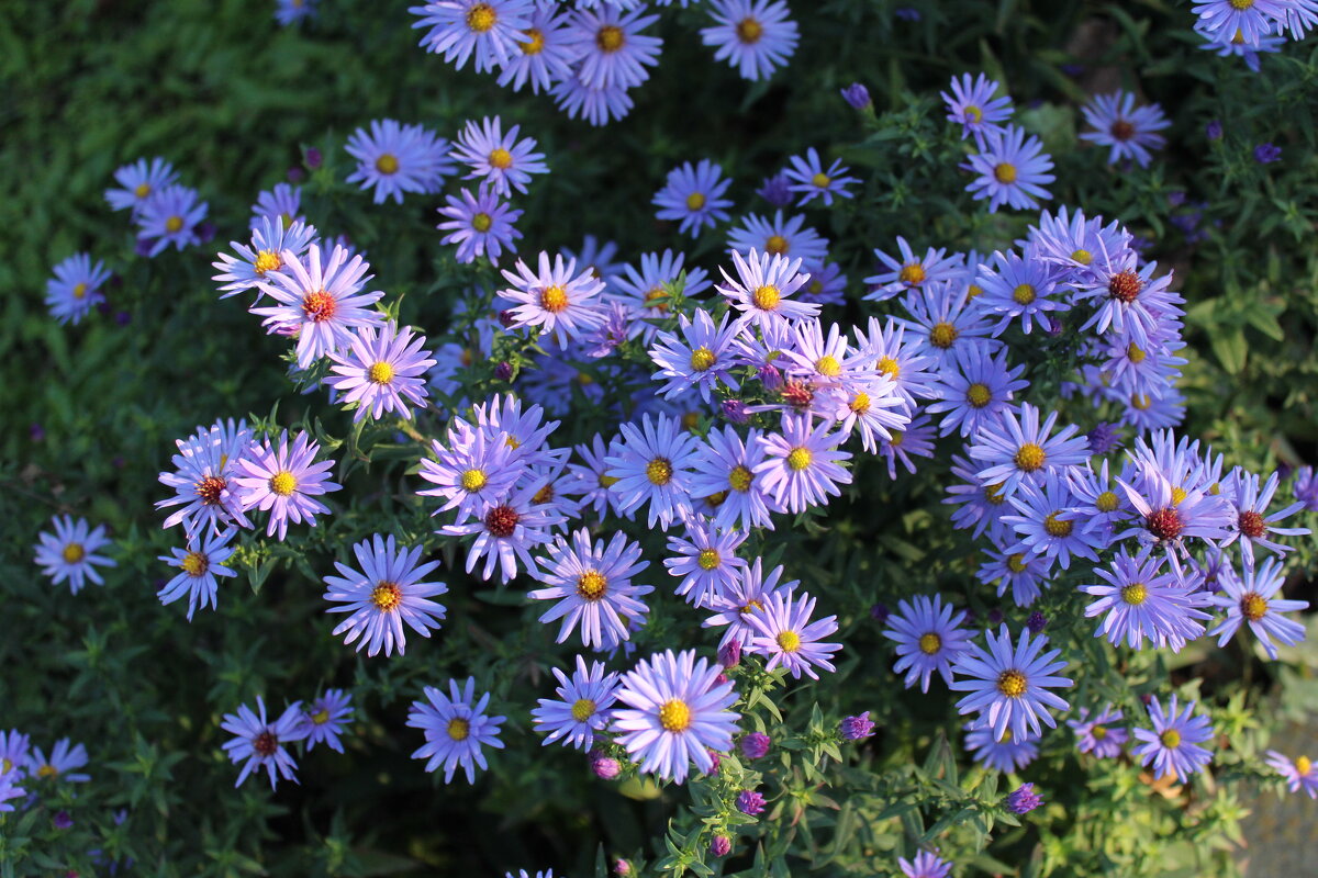 *** - Александр. AVG100 ---