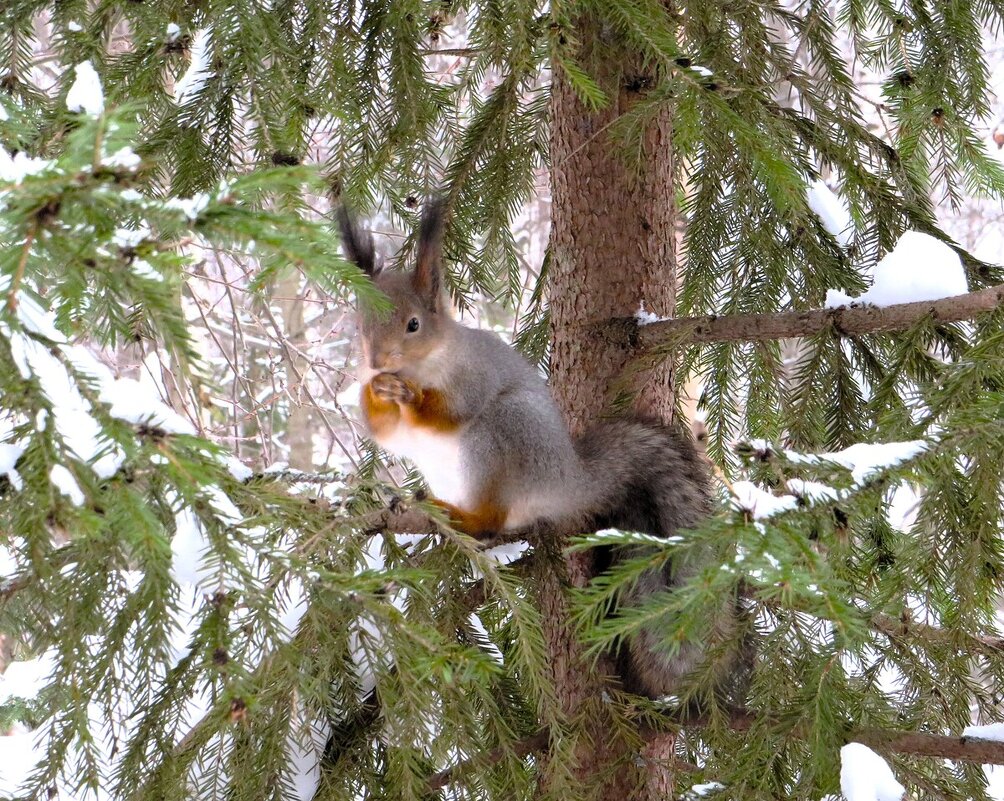 Белка - Лариса С.