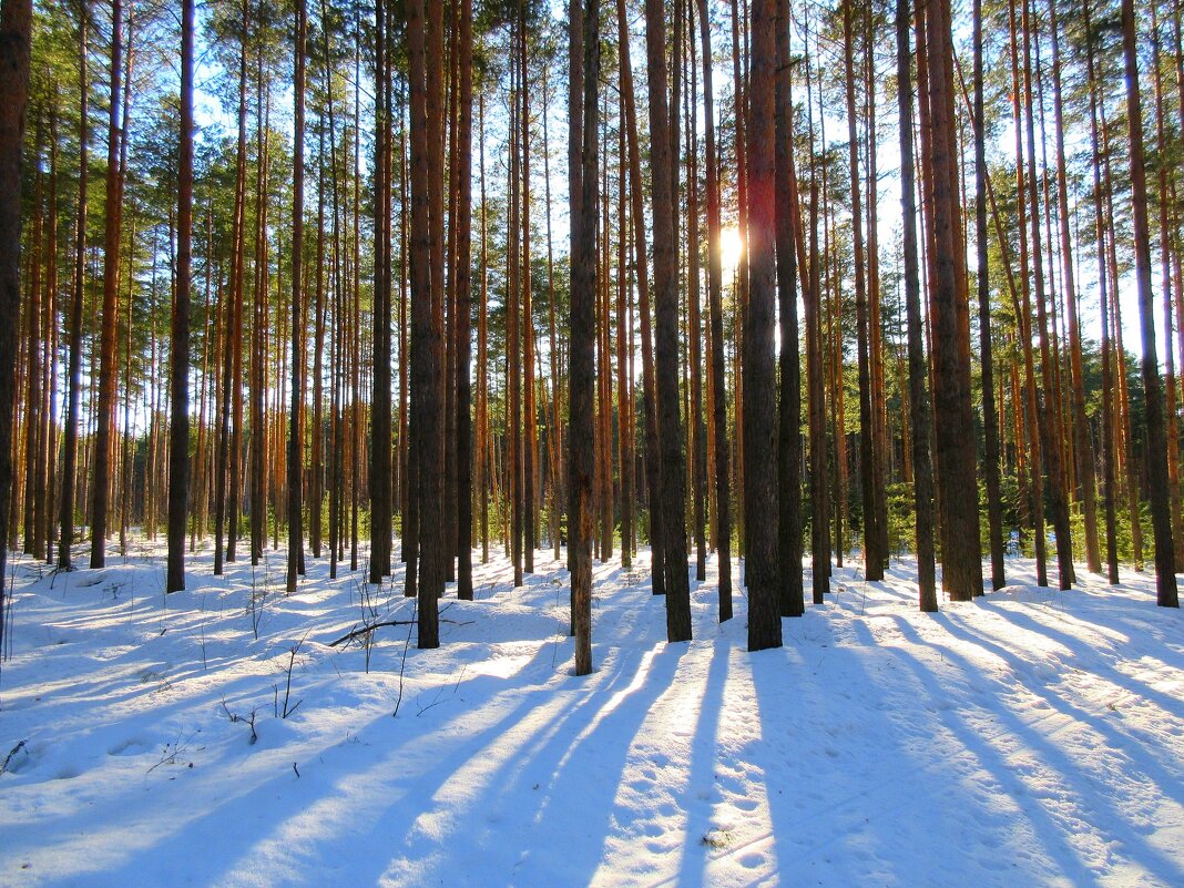 Солнечный день в лесу. - Наталья ***