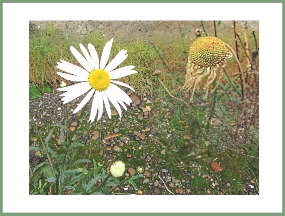 Мама,   бабушка   и  я   -  Ромашкина    семья... - Галина Кузьмина