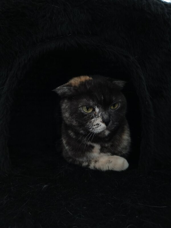 Сама серьезность! - Вадим Басов