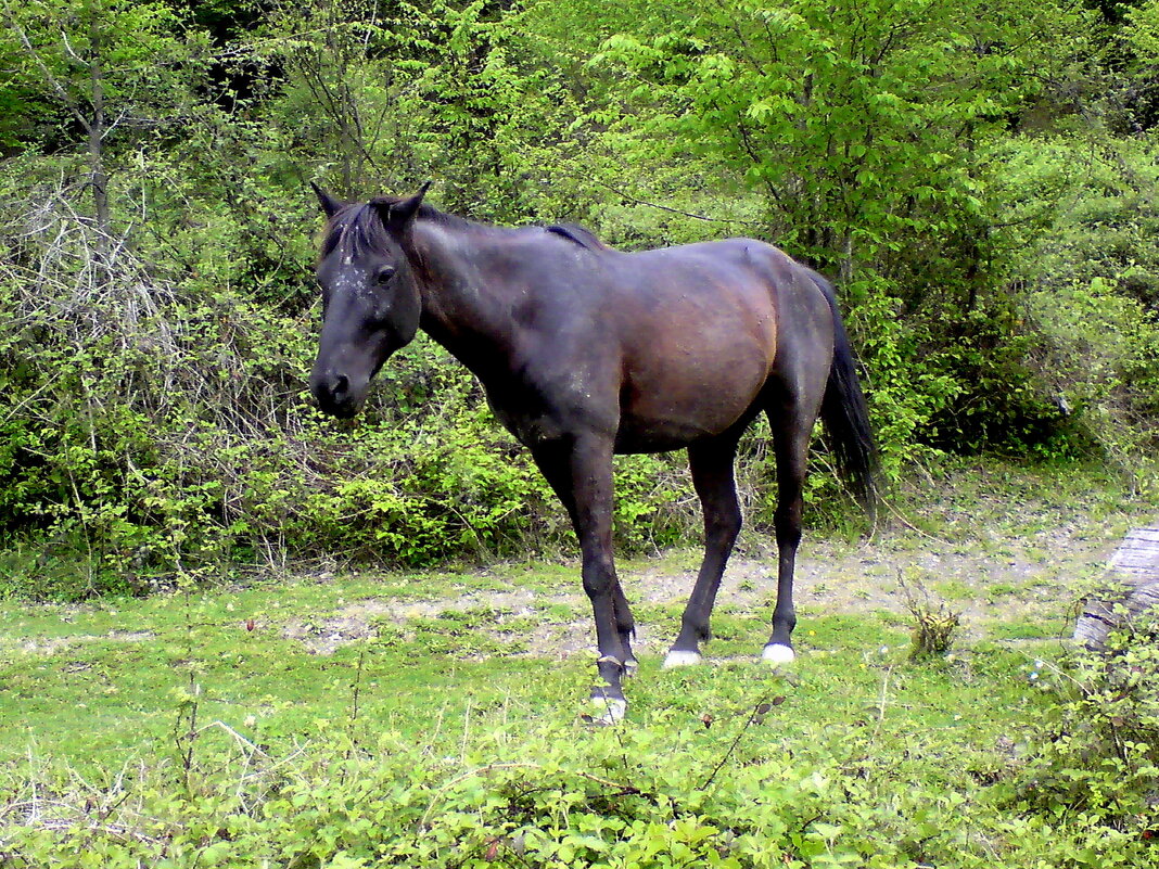 Солох Аул. Прогулка у реки - Tata Wolf