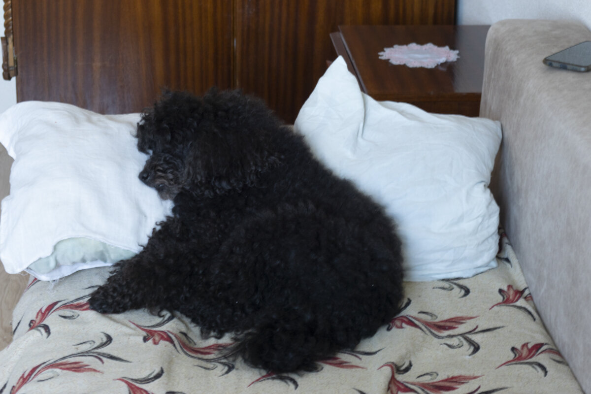 Наша собака - Александр Буторин