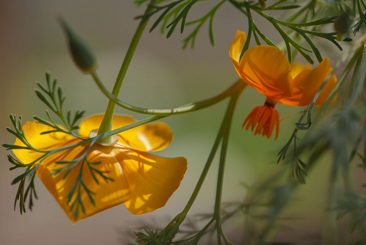 Солнечные - Сергей Герасимов