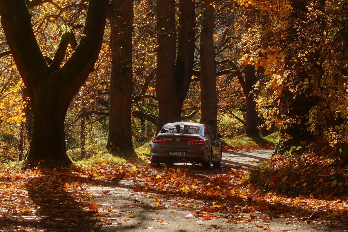 На прогулку в лес осенний - Юрий. Шмаков