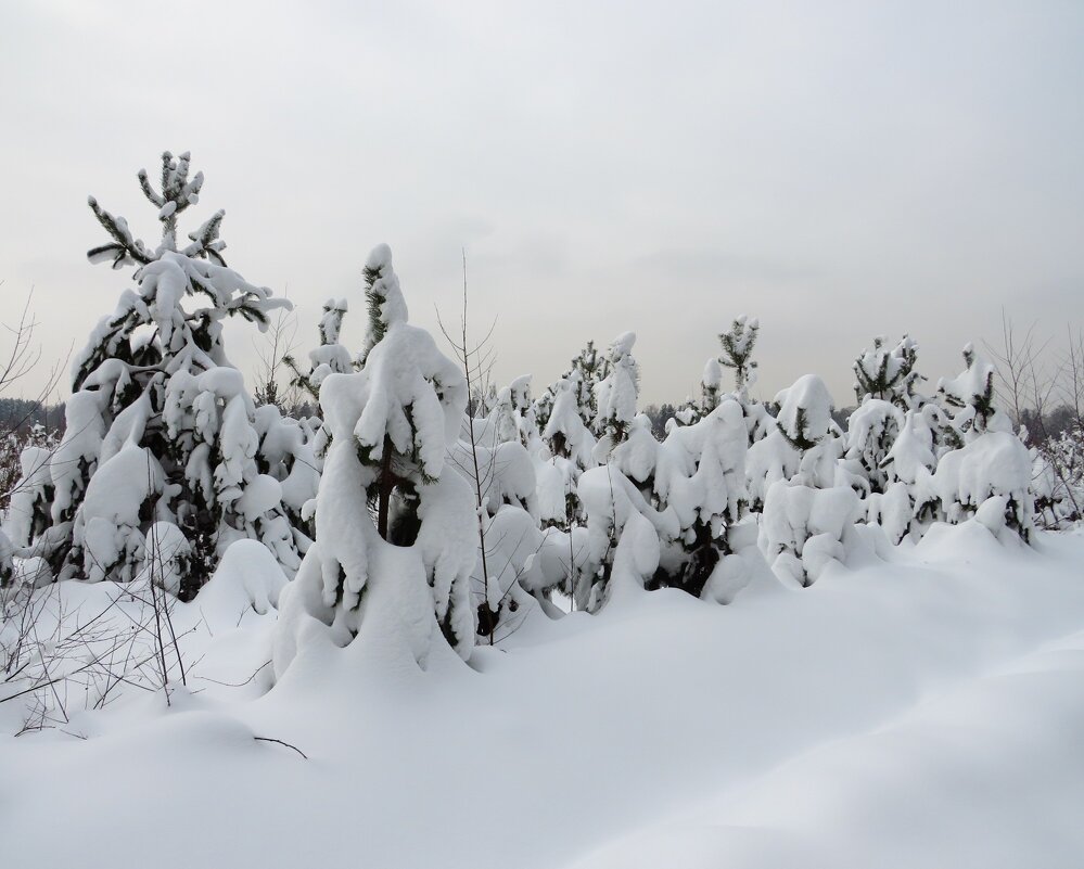 Снежный ряд - Андрей Снегерёв