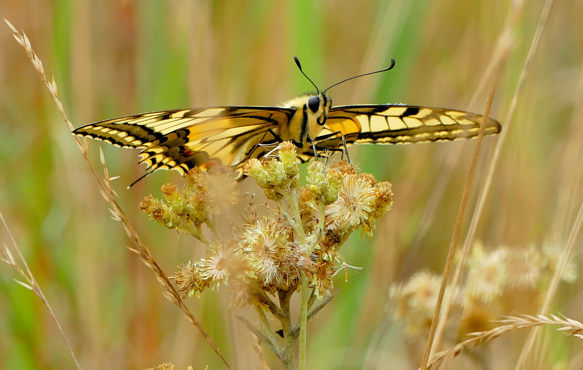 опять про бабочек...324 - Александр Прокудин