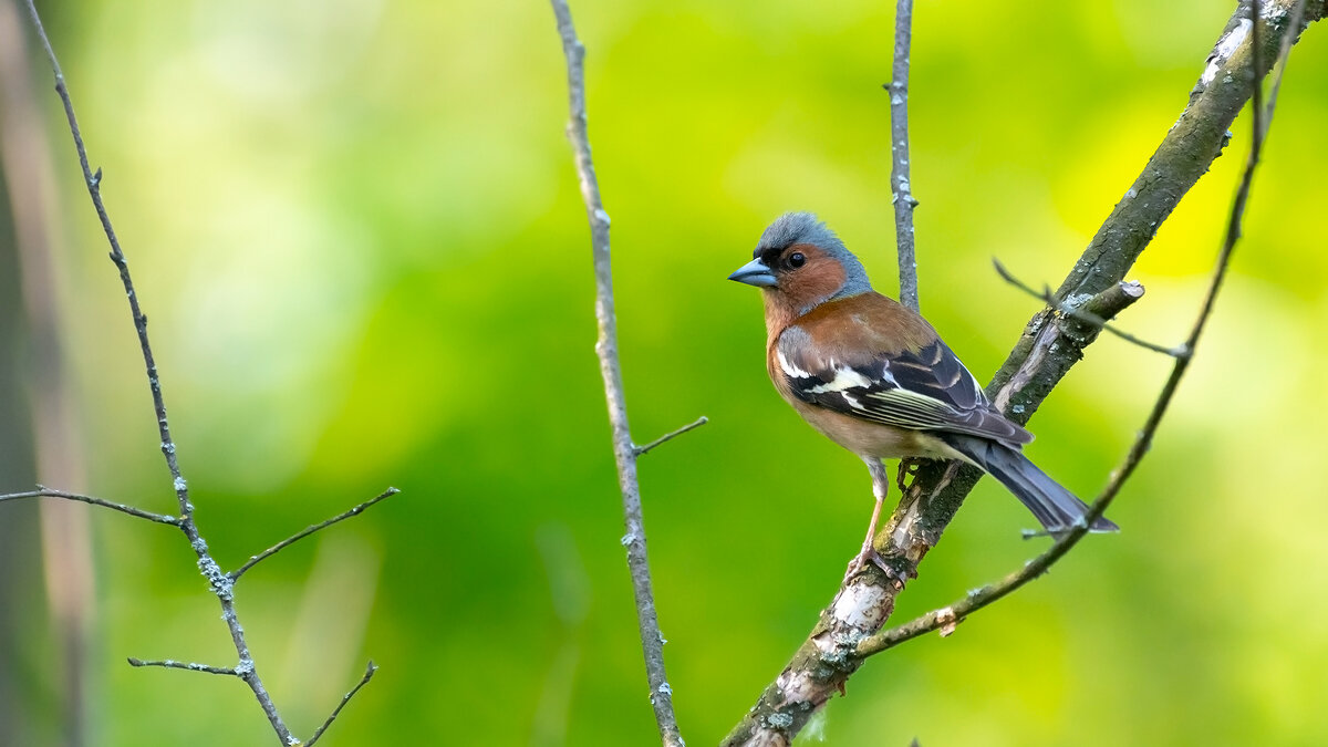 Зяблик - Владимир Лазарев