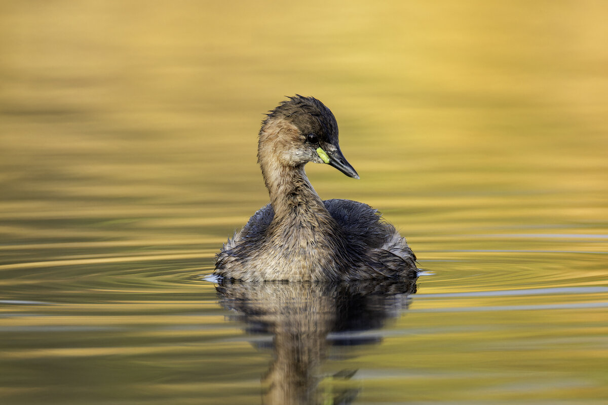 Малая поганка. - Alexander Amromin