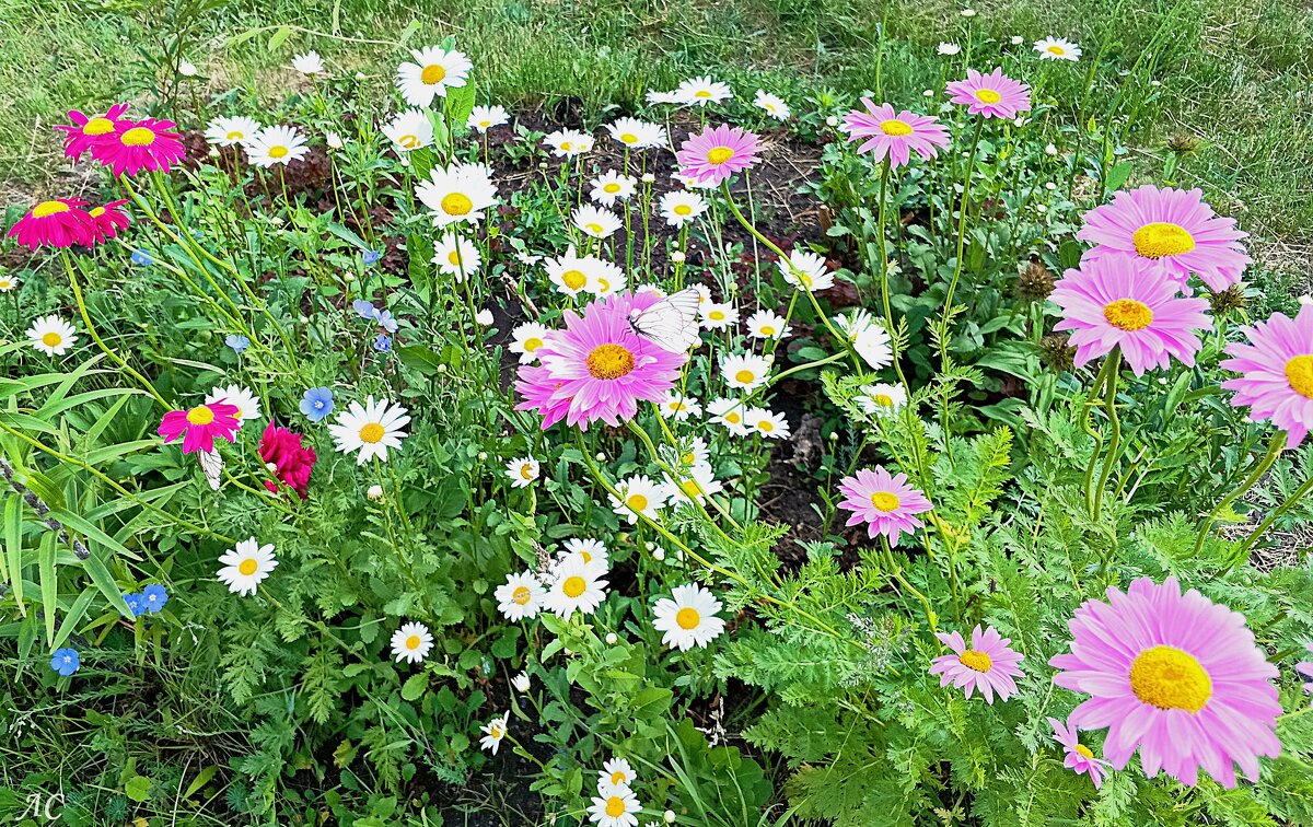 Разноцветье - Любовь Сахарова