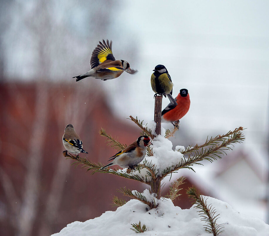 Птички.... - владимир 