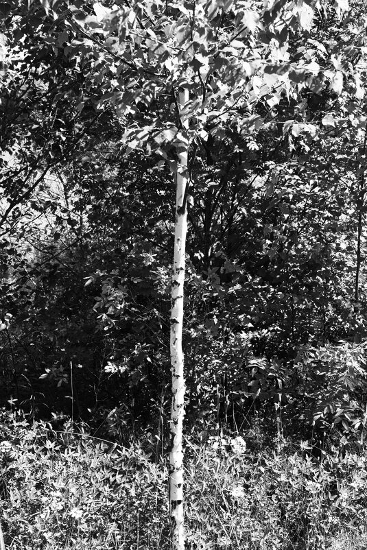 Фотография - Денис Безногов