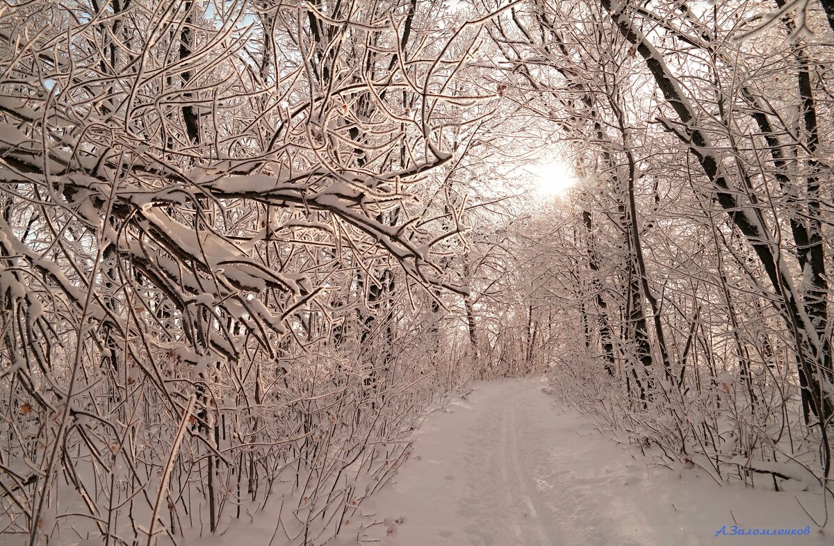 Морозные рассветы января... - Андрей Заломленков