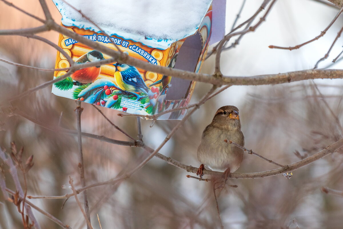 Зима. Воробушек. - Анатолий. Chesnavik.