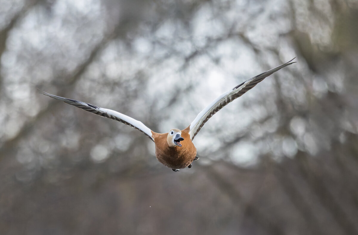 огарь в полете. - юрий макаров