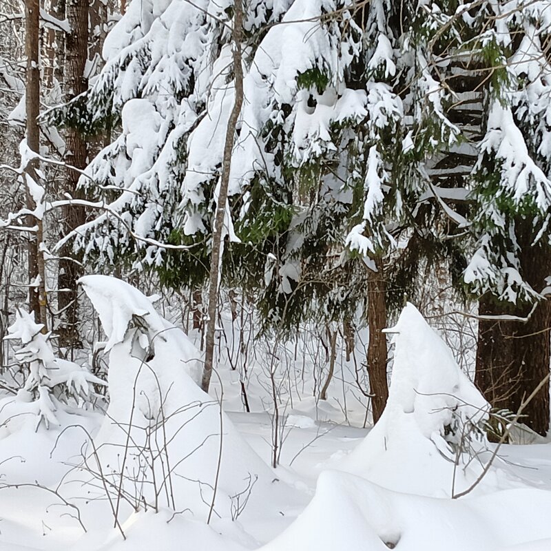 охраняют прогулку - Владимир 