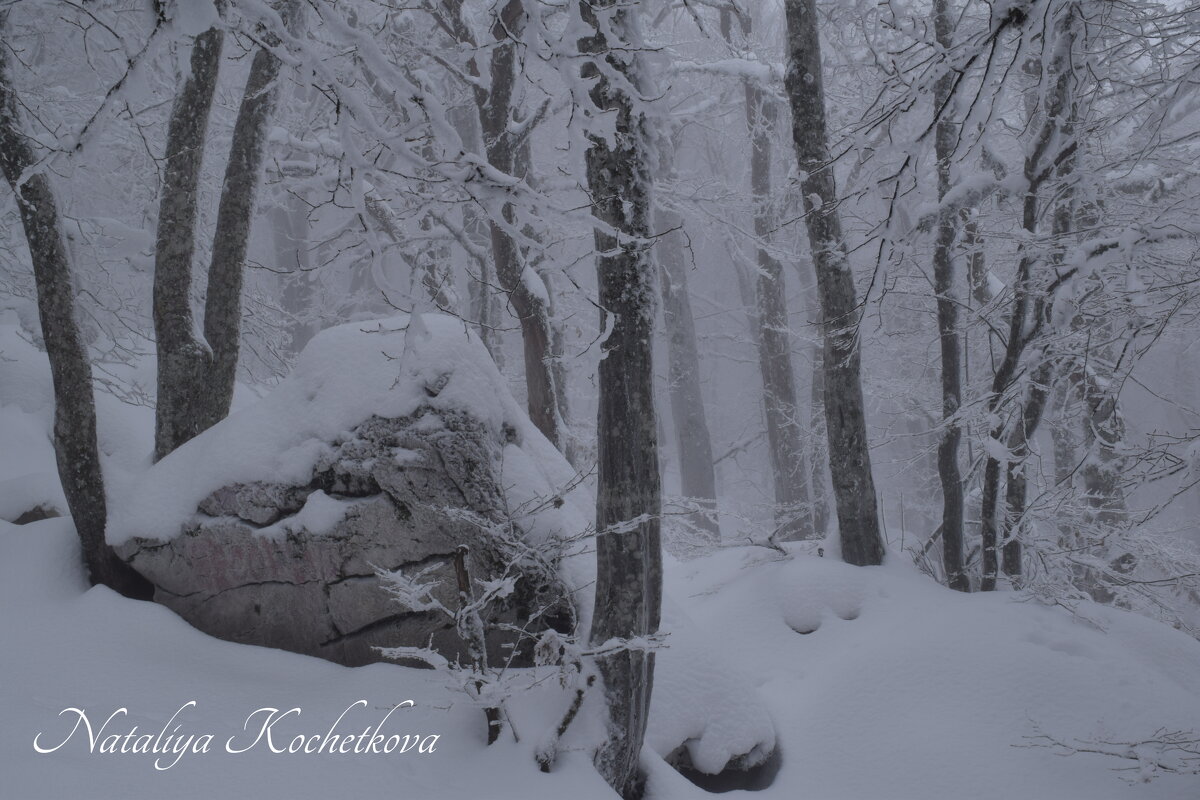 Природа Крыма - Amazing Cosmea