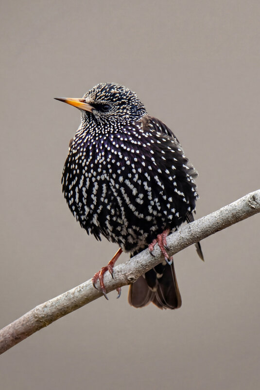 Обыкновенный скворец (лат. Sturnus vulgaris) - Денис Ветренко