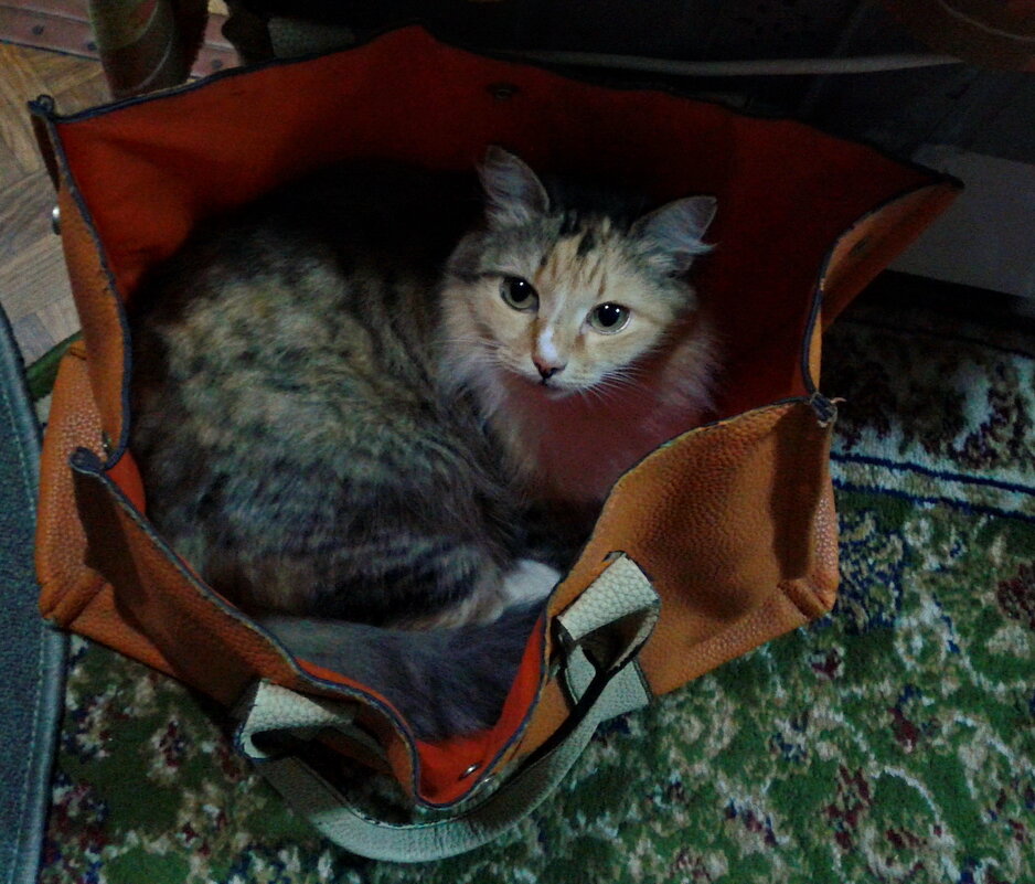 Муся. - сергей ермошкин