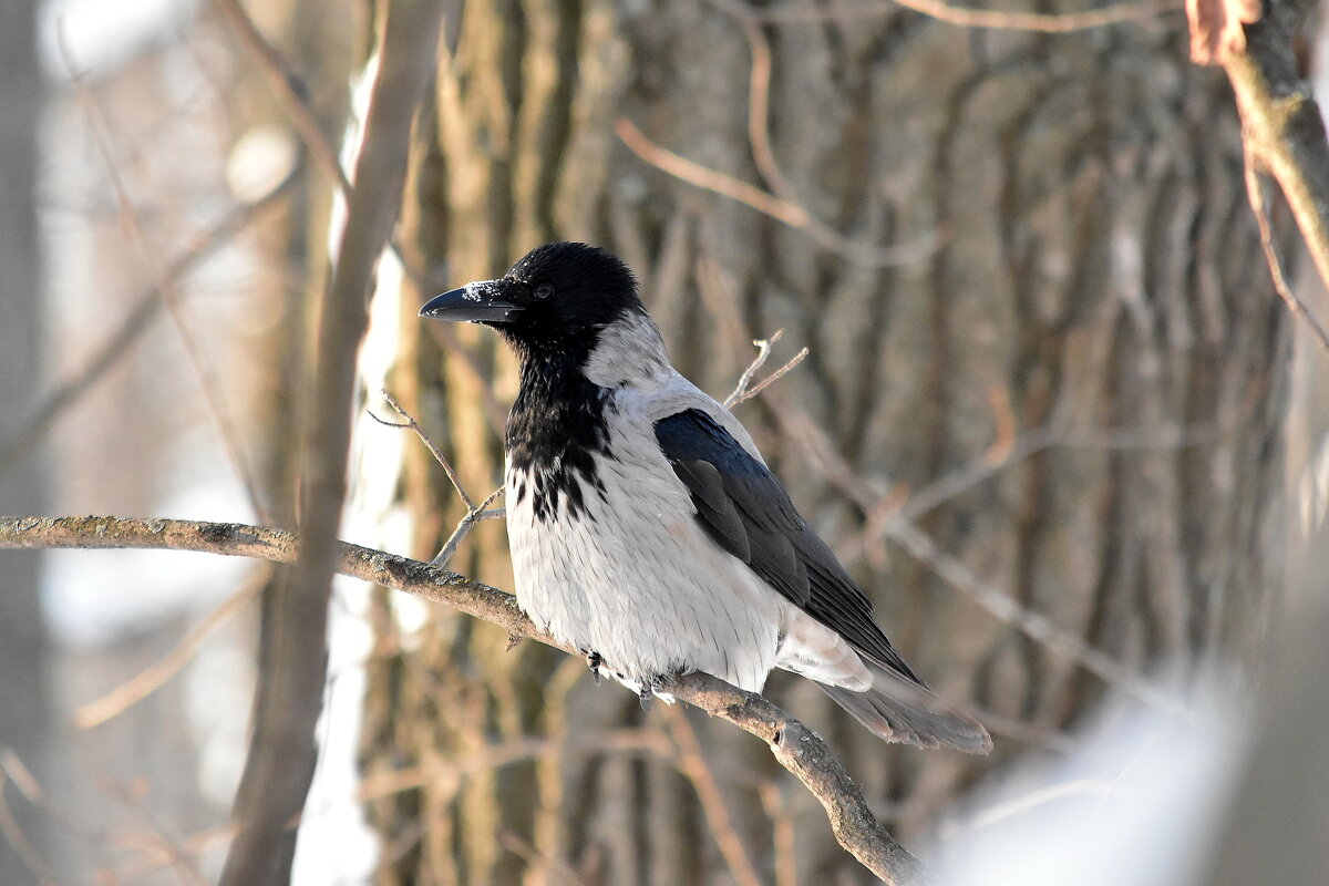 Серая ворона. - Алексей .