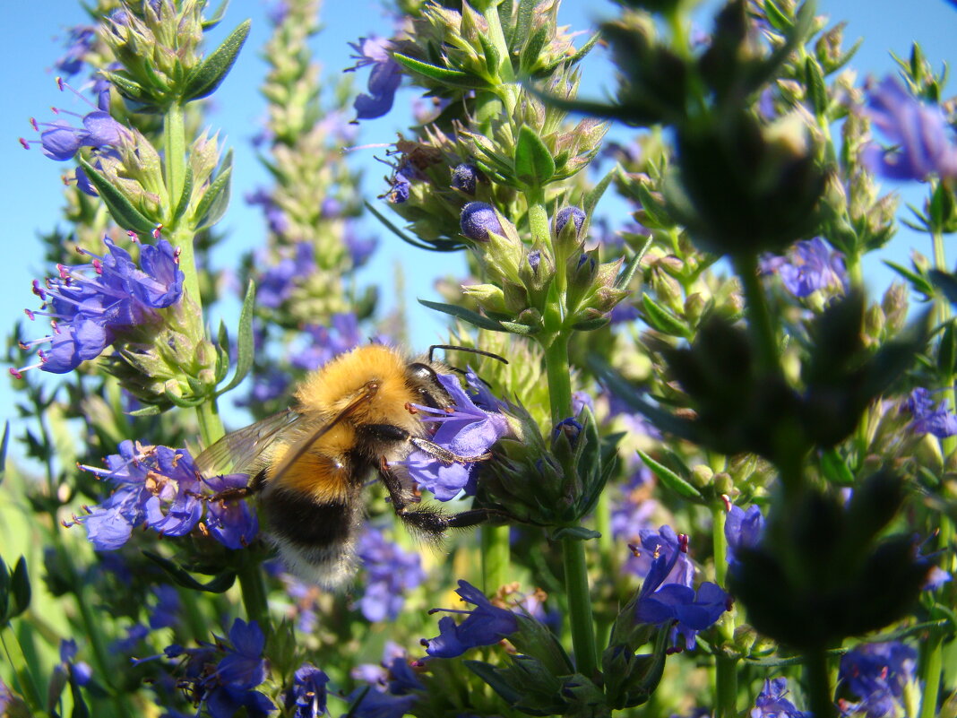 Шмель... - Prizrak 777