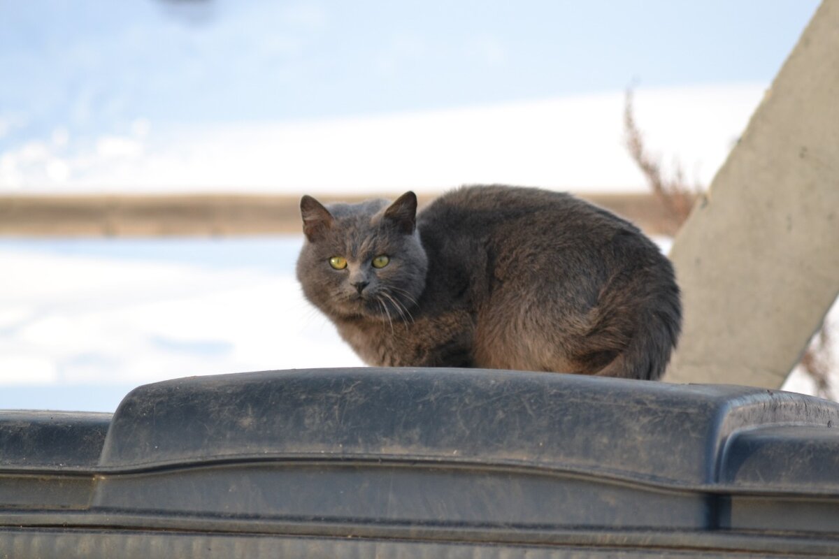 Котэ брутален - Prizrak 777