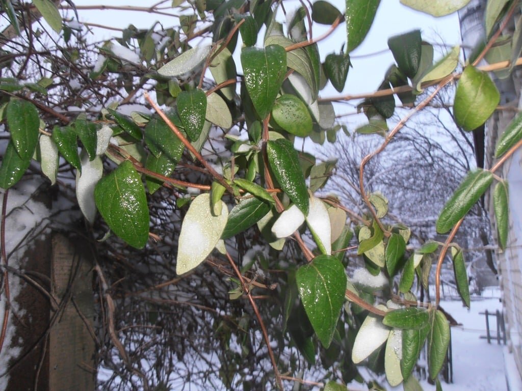 Январское утро - Наталья Январское утро - Наталья