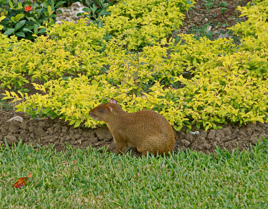 Агути или горбатый заяц - Андрей K.