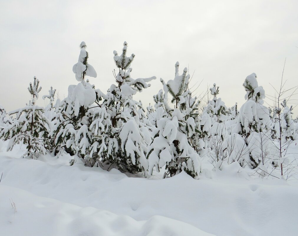 Под снежным покрывалом - Андрей Снегерёв