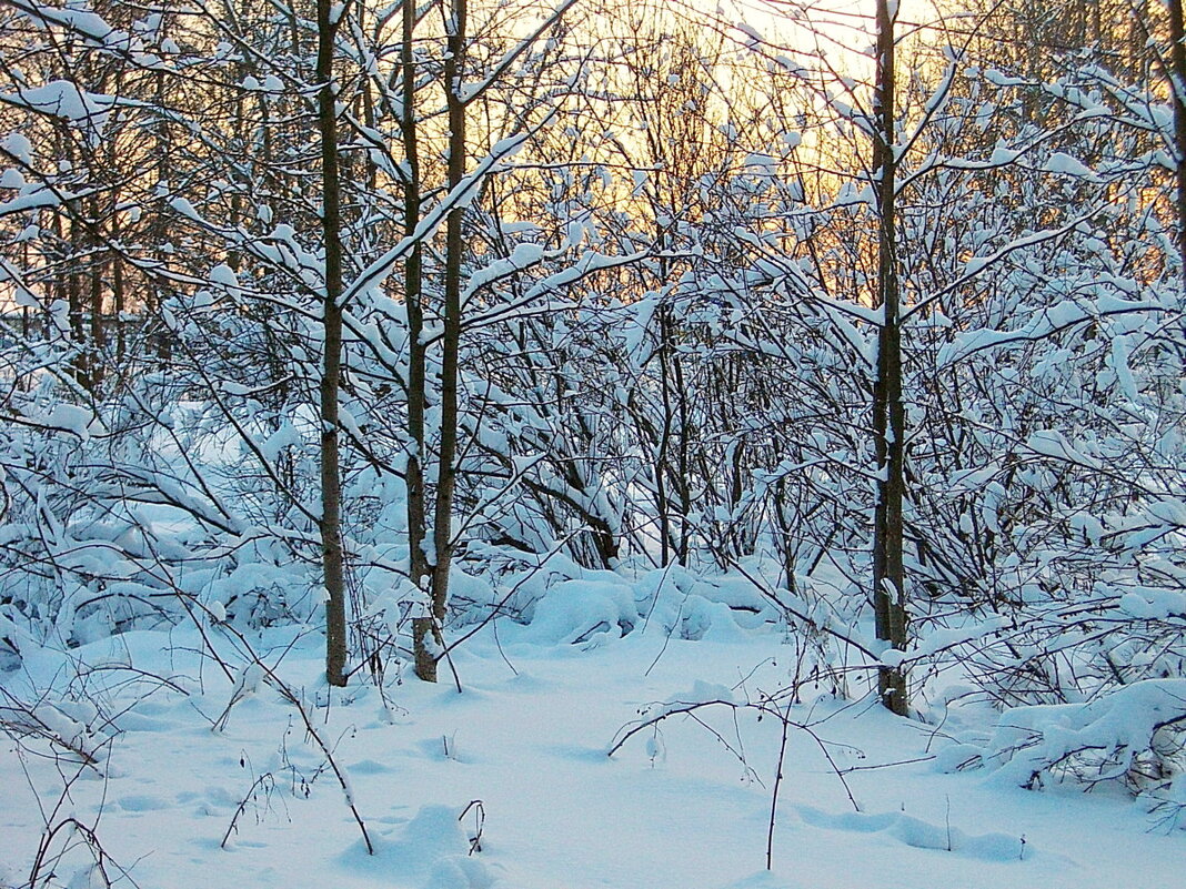 В зимнем лесу - VasiLina *