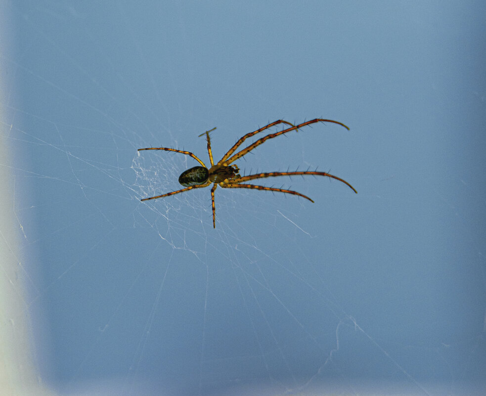 Паук - Андрей C