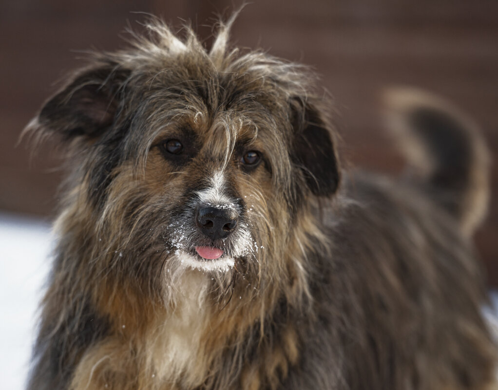 Плюшевый - Андрей C