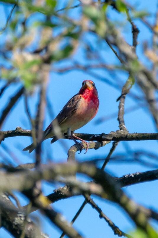 Чечевица - Владимир Лазарев