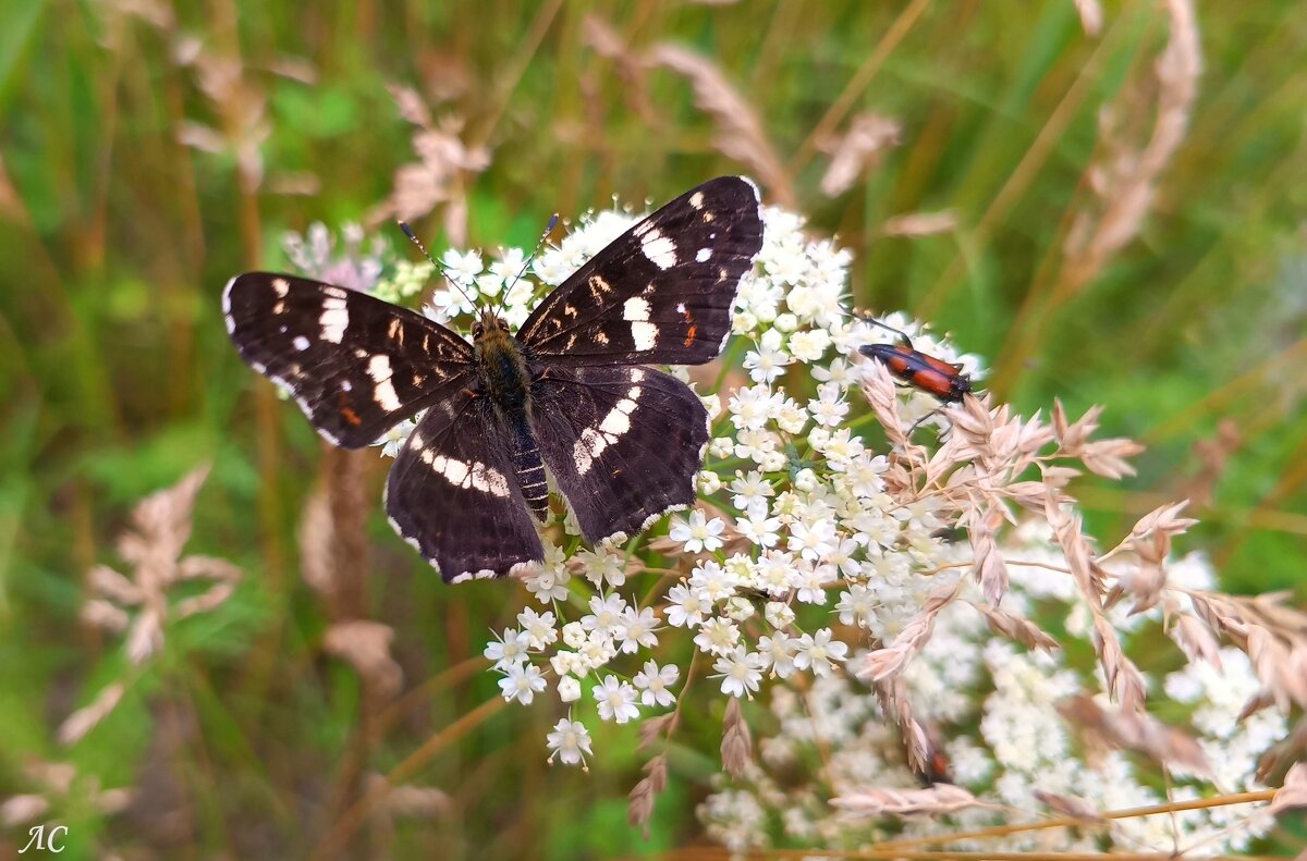Пестрокрыльница изменчивая - Любовь Сахарова