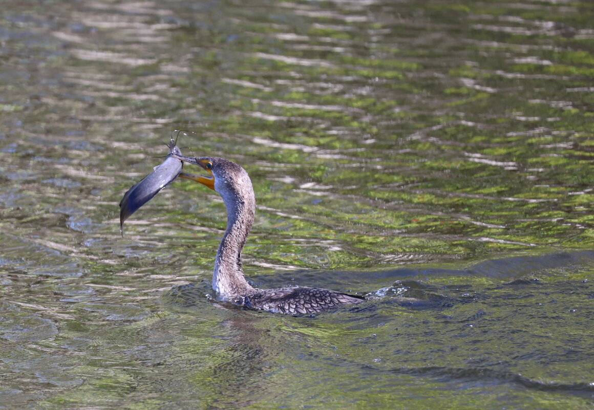 Не по зукбам - Yury 