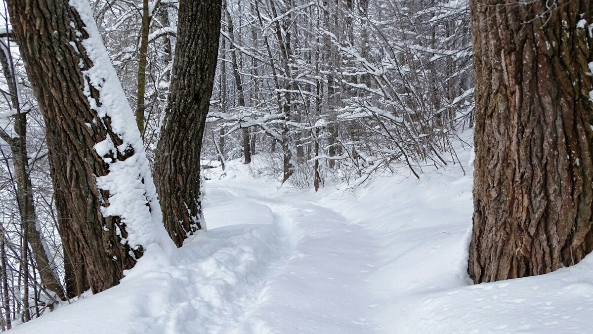 Зима в январе. - Милешкин Владимир Алексеевич 