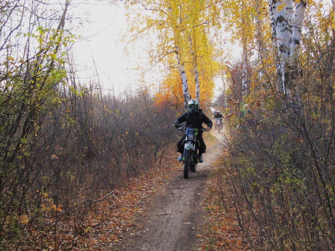 в  берёзовой аллее - Елена Шаламова