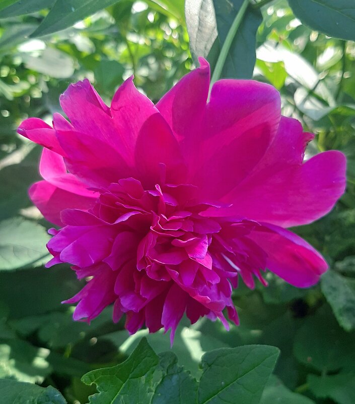 Пион. - оля san-alondra